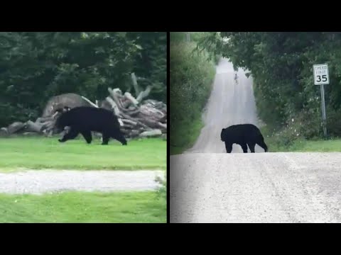Bruno the Bear’s Cross-Country Journey Looking for Love