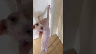おしゃべり猫アレクサンドラ【スフィンクス】