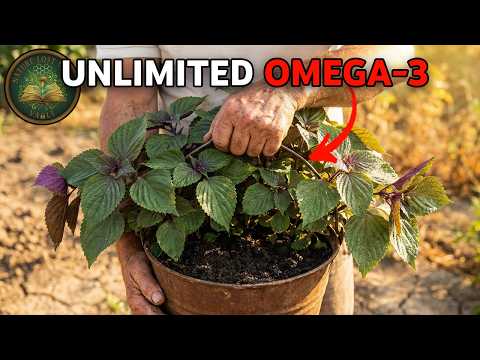 Grow Unlimited Omega-3 in a Bucket. Plant just ONCE in 5 Mins. Why Don't You Know About It?