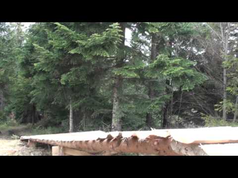 Beorn ( Gravity Revolt )