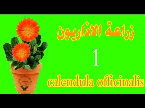 , title : 'زراعة | الاذريون | 1 |      Calendula Officinalis  |   pot marigold'