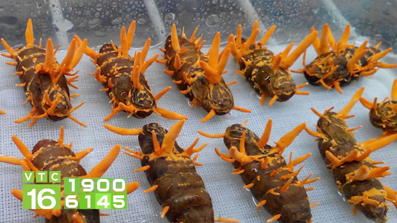 4 Cách uống đông trùng hạ thảo cho hiệu quả tốt nhất