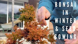 Bonsai in Winter and Seed Sowing