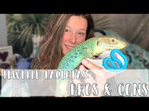 Ventiliatorius LACERTA Stylies video