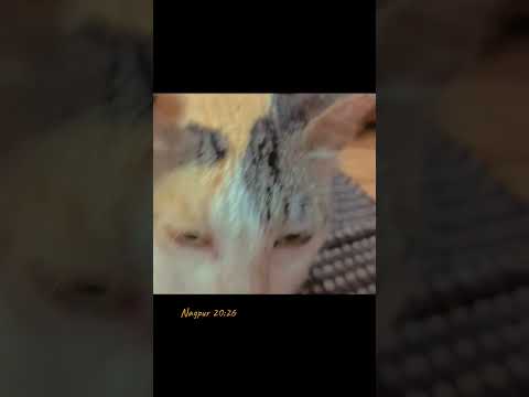 cat 🐈😺 #mihika