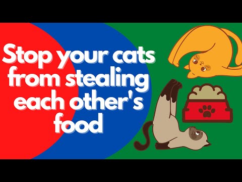 How to stop your cats or kittens from stealing each other's food | A veterinarian explains