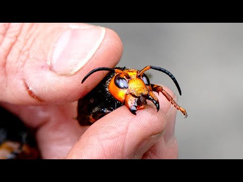 Murder Hornets. 2020 Just got worse...