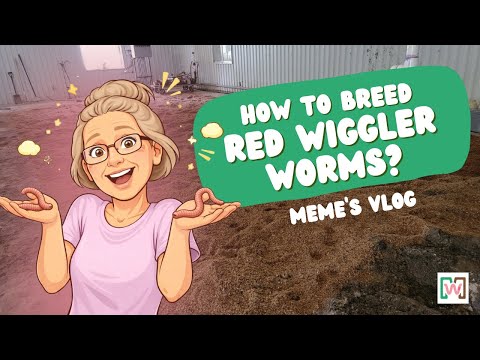 How to Breed Red Wigglers (80% Moisture + Trench Feeding Method) | Meme's Worms
