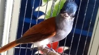 Download lagu suara burung tali pocong betina gacor (seriwang) mp3