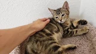 Ferris the Brown Marbled Tabby Kitten Cat