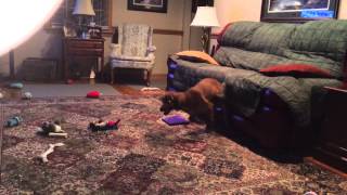 Puppy surprises videographer