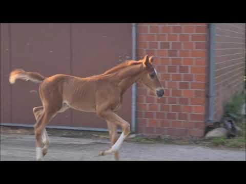 "Colorful" HF von Confess Color x Laureano