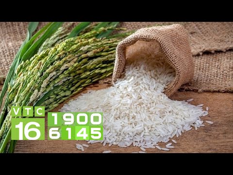 Giá lúa gạo tăng cao: Phải nắm chắc thời cơ xuất khẩu | VTC16