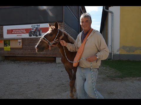 Fohlen-Rettung von ANIMAL SPIRIT in Stadl Paura, 10.9.2015