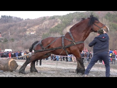 Concurs cu cai de tractiune - Proba de simplu - Comarnic, Prahova 6 Ian 2022 Nou!!!