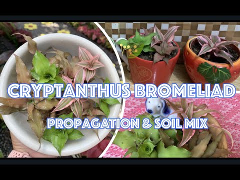 CRYPTANTHUS BROMELIADS (Propagation & BEST SOIL MIX)