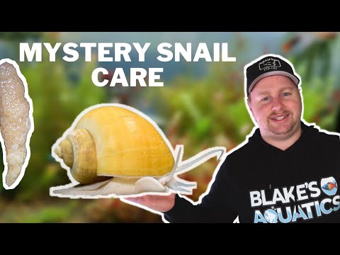 How to Care for Mystery Snails & Hatch their Eggs