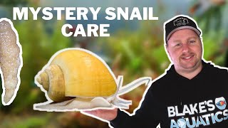 How to Care for Mystery Snails & Hatch their Eggs