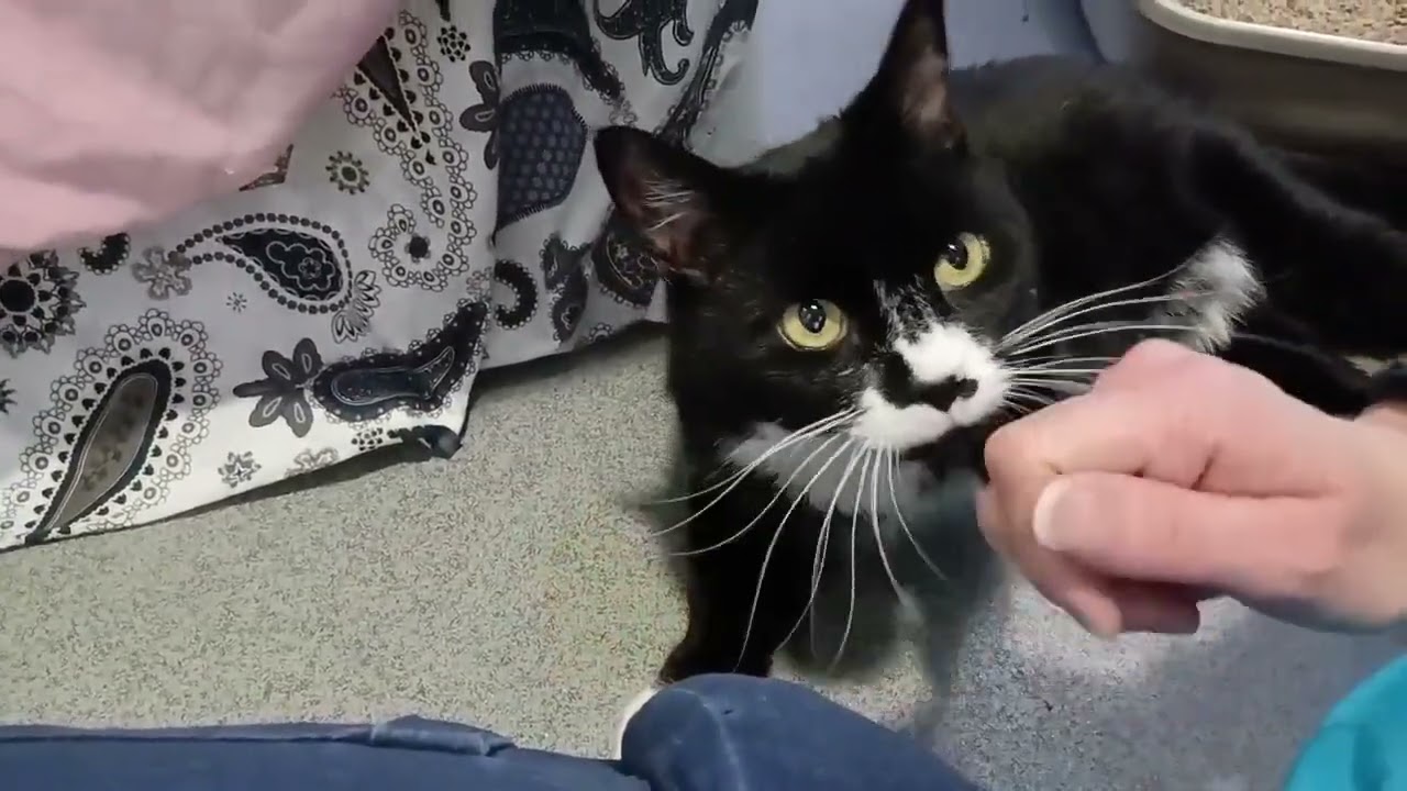 Sir Loves-a-Lot