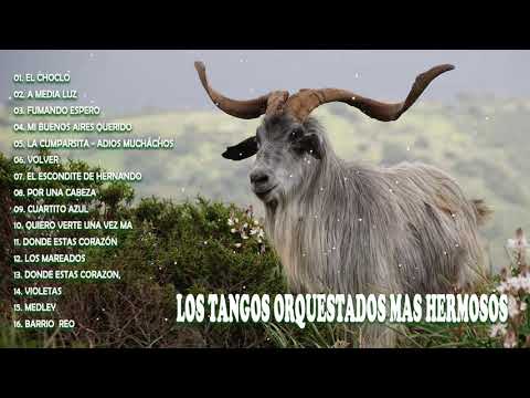 LOS TANGOS ORQUESTADOS MAS HERMOSOS - TANGOS FAMOSOS CON GRANDES ORQUESTAS.