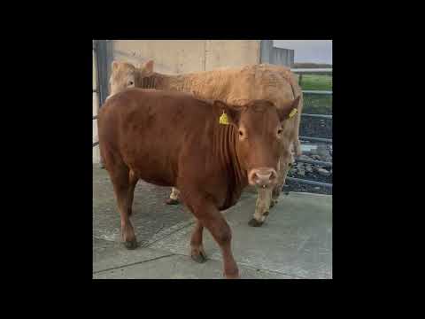 10 Quality Breeding Heifers - Image 2