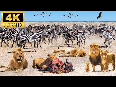 4K African Wildlife : Ngorongoro National Park, Tanzania - Scenic Wildlife Film With Calming Music