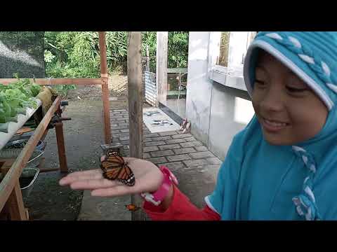 Iffah neemt een kijkje in de tuin van opa