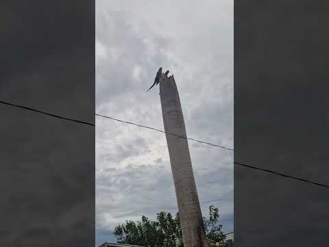 Araras em Pimenteiras do Oeste RO