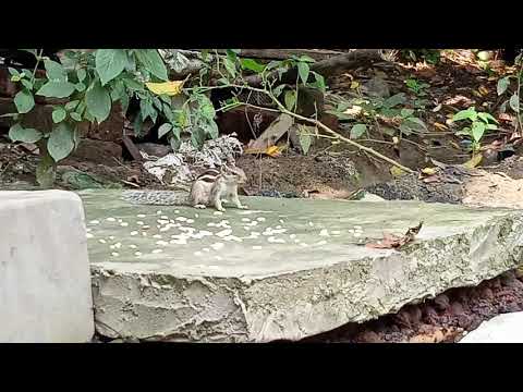 Ashim video and photography...