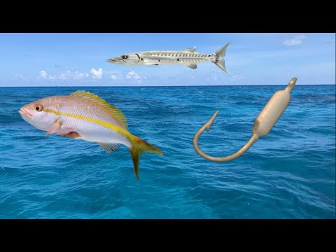 Florida Keys Offshore + reef fishing, Multispecies action! *new species*