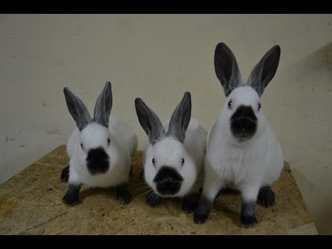 Jak zbudować mięśnie ramion dla Wideo tygodnia Jak uprawiać zegarek mięśni Internecie