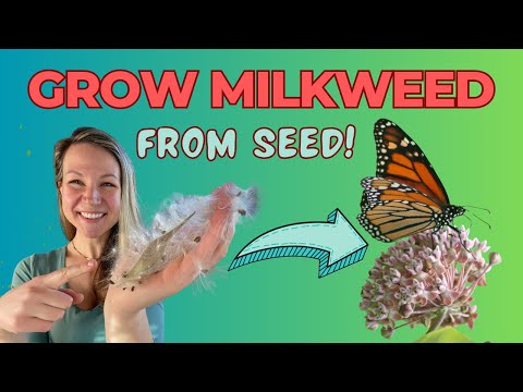 How to Start Common Milkweed from Seed: A Step-by-Step Guide