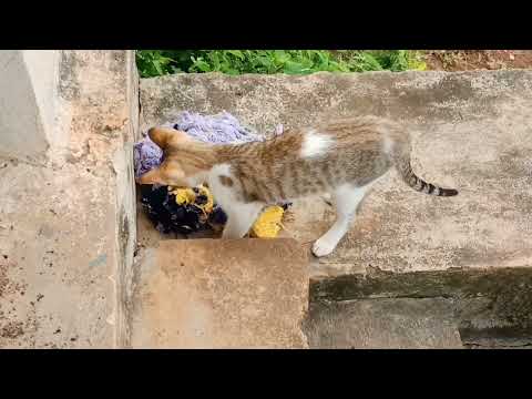 cute cat videos to make you happy........#trending #youtube #cat  #cats