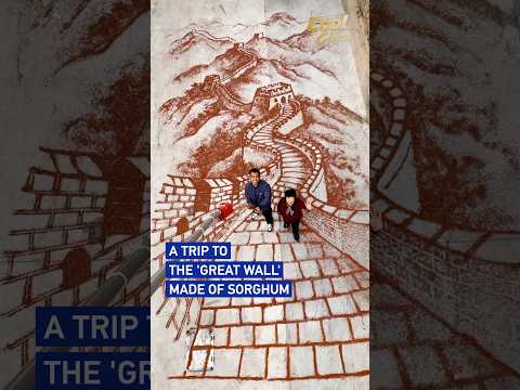 A trip to the 'Great Wall' made of sorghum #coolchina