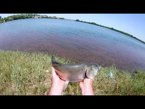 Рыбалка 2019 в ставропольском крае. Ростовановское водохранилище.Ловим толстолоба.