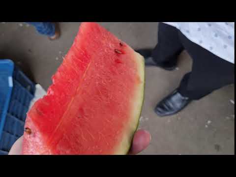 B grade watermelon fresh fruit, packaging size: 50 kg