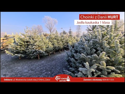 Żywe choinki z Danii HURT - jodła kaukaska cięta, doniczkowa 1 KLASA