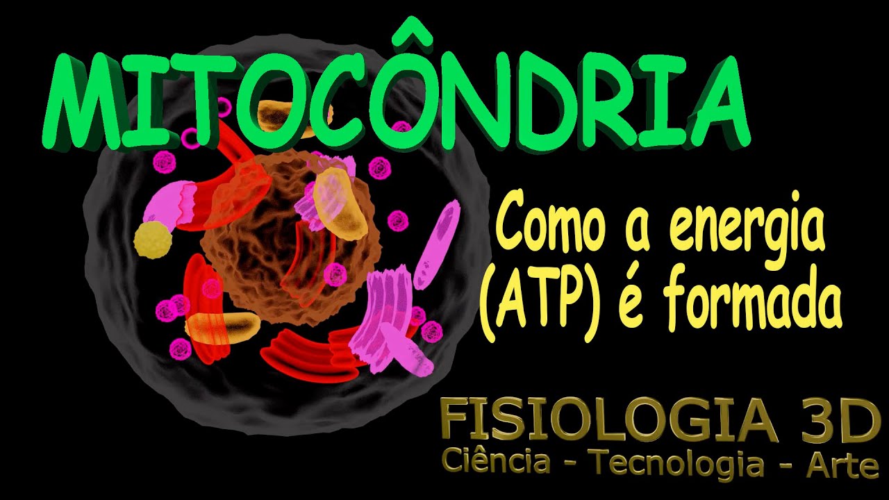 Aula13 - Mitocôndria Organela com a função de formar energia para a célula - ATP.