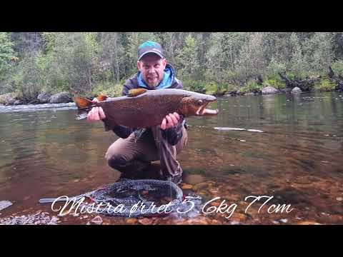 Mistra ørret 5.6kg