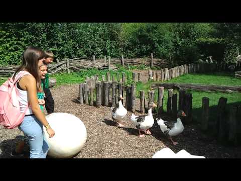 Beule und die Gänse