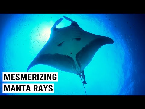 The Majestic Manta Rays of the Maldives (4K Documentary)