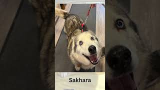 Video preview image #1 Siberian Husky-Unknown Mix Puppy For Sale in Emmett, ID, USA