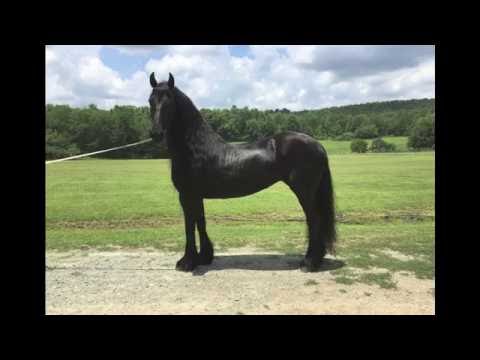 Madam van de Egberdina Hoeve - 2004 Friesian 1st Premie, Ster Mare