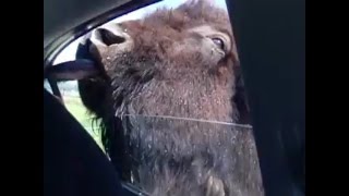 preview picture of video 'Buffalo Feeding Olympic Game Farm Washington | screaming laughing funny'
