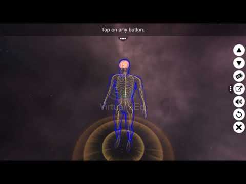 Human Nervous system