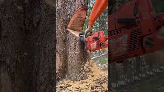 Arborist use controlled uphill tree felling technique