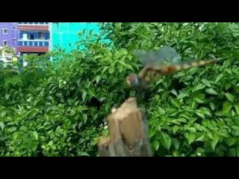 Hari eswari kit.....தும்பி ஷார்ட் thumbi short video  // Nature capture // Super Short