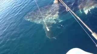 preview picture of video 'Great White Shark nearly attacks boat in HD video near beach ホオジロザメ'