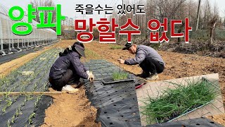 봄에도 양파를 심는다