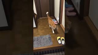 野良猫と目が合い、どうしたらいいか分からなくなる猫#shorts #ショート